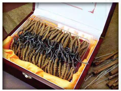 大洼冬虫夏草回收